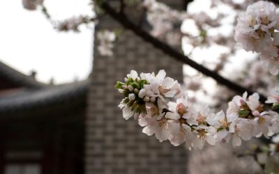 Find Your Perfect Seoul Stay