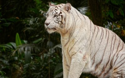 Kuala Lumpur Hotels: Luxe to Budget Stays