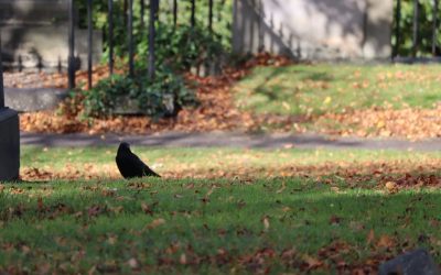 Edinburgh Hotels: Find Your Perfect Stay