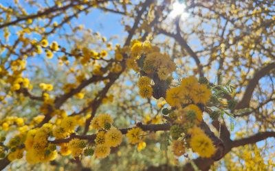 Find Your Perfect Valencia Stay: Top Hotels for Every Budget