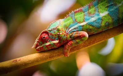 Find Your Perfect Zurich Stay: Hotels for Every Budget