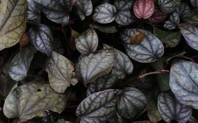 Self-Love: Simple Daily Habits