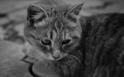 Tashkent’s Finest Stays: From Luxe to Less