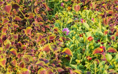 Unlock Bucharest: Top Hotels for Every Budget