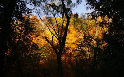 Unlock Toronto: Your Guide to Top Hotels (All Budgets!)