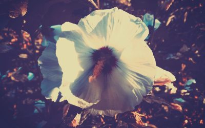 Unlock Zagreb: Best Hotels for Every Budget