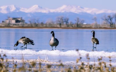 Draw-in Maneuver: Unlocking Your Deep Core Strength