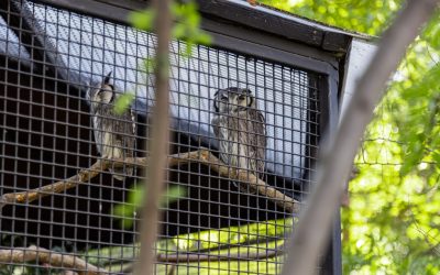 Postpartum Recovery: The Power of Draw-Ins for Pelvic Floor Health