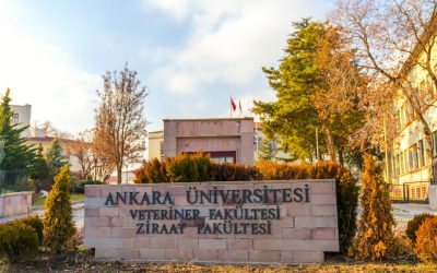 Top Global Universities Revealed