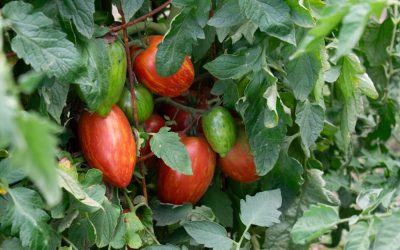 Circular Economy: Live Sustainably