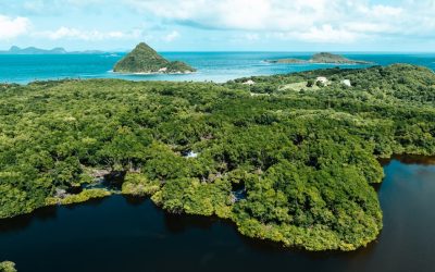 Green Living: Your Guide to Sustainable Choices