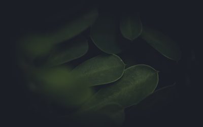 Biohacking for Longevity: Optimize Your Health in 2025