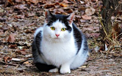 Your 1-Week Kickstart: A Realistic Approach to Fat Loss