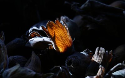 7 Essential Nutrients You Need After Turning 30