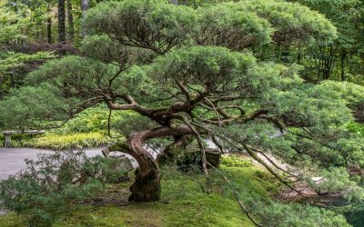 Navigating Stressful Times: Your Essential Meditation Routine for a Calmer Mind