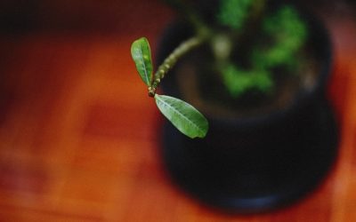 Unlock Your YouTube Potential: Strategies for Explosive Subscriber & View Growth in 2025