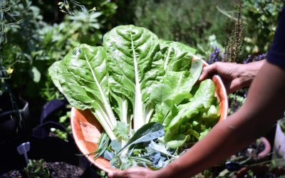 Unlocking Wellness: The World’s Most Popular Superfoods in 2025