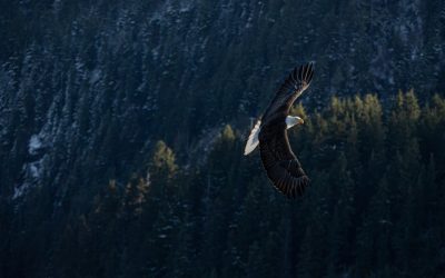 Mastering the Iron Condor: A Profitable Options Strategy for Today’s Markets