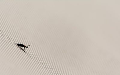 Mastering Swing Trading: Your Guide to Profitable Market Swings in 2026