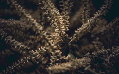 Unlock Profits: A Deep Dive into Swing Trading Strategies for Today’s Market