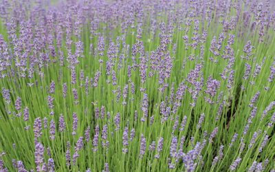 Savor the World: Your Ultimate Guide to Global Culinary Adventures and Smart Travel in 2026