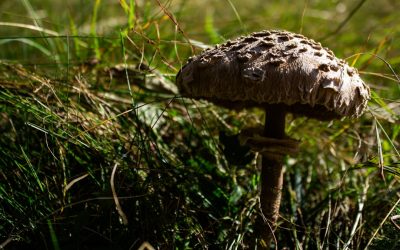 Savor the World: Your Ultimate Guide to Global Food & Travel Adventures