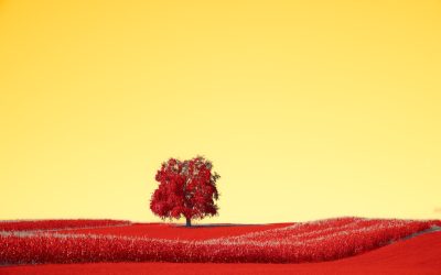 The Enduring Myth of Blood Type Personalities: What Science Really Says