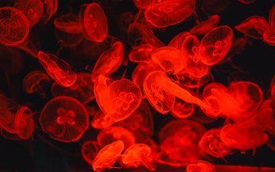 Unlocking Your Health Blueprint: The Surprising Connections Between Blood Type and Disease